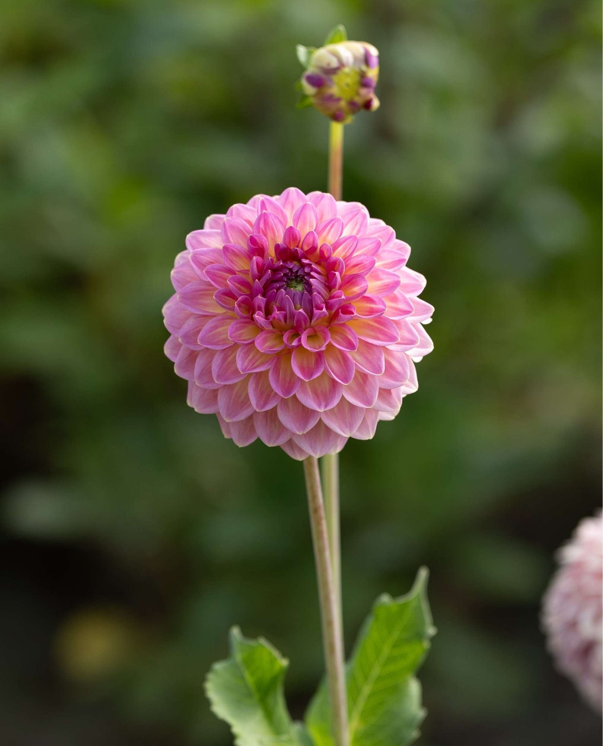 Dahlia 'Pink Suffusion'